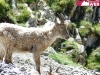 jeune-bouquetin.jpg