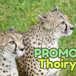 réduction billes zoo Thoiry