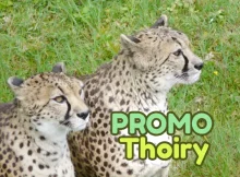 réduction billes zoo Thoiry