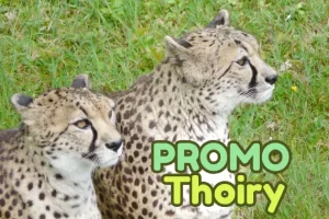 réduction billes zoo Thoiry