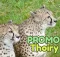 réduction billes zoo Thoiry