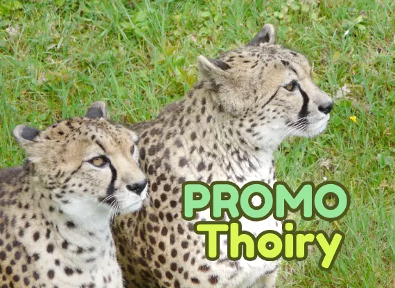 réduction billes zoo Thoiry 2026